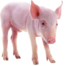 porci_sapiens_diagnostico