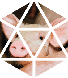 porci_sapiens_prevalencia