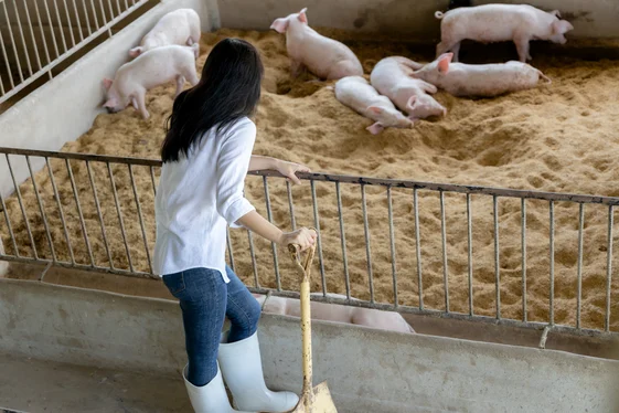 Farm worker checking growing pigs on straw bedding, a setting where boar taint management matters