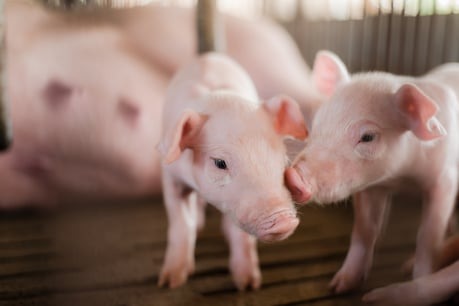 Two young piglets beside the sow in a farrowing pen