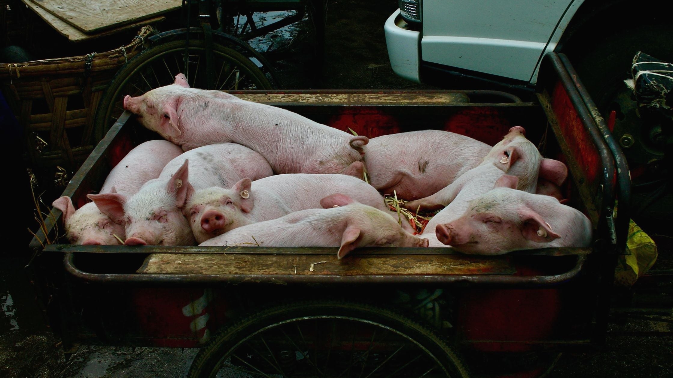 Cómo minimizar el estrés porcino en lechones