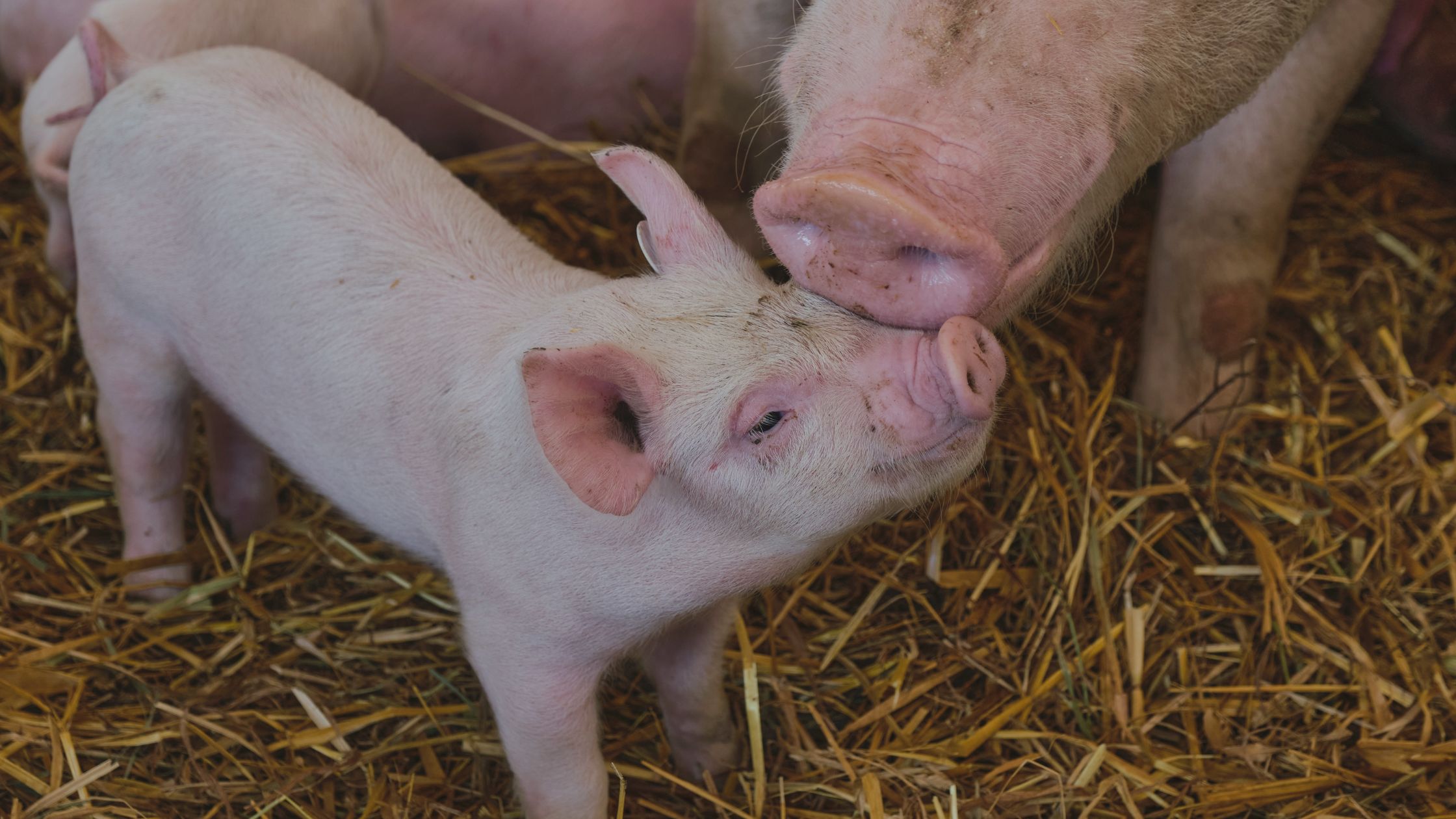 Coccidiosis porcina: cómo afecta a los lechones y cómo prevenirla