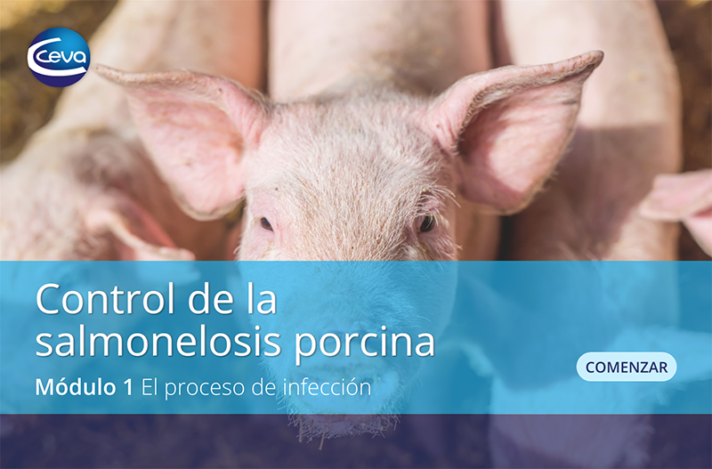 salmonelosis porcina