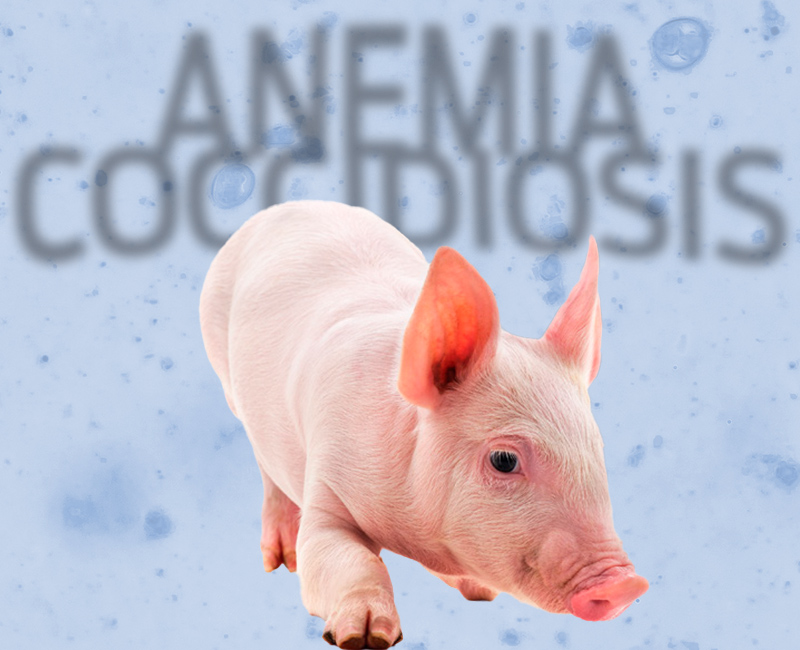 coccidiosis en lechones