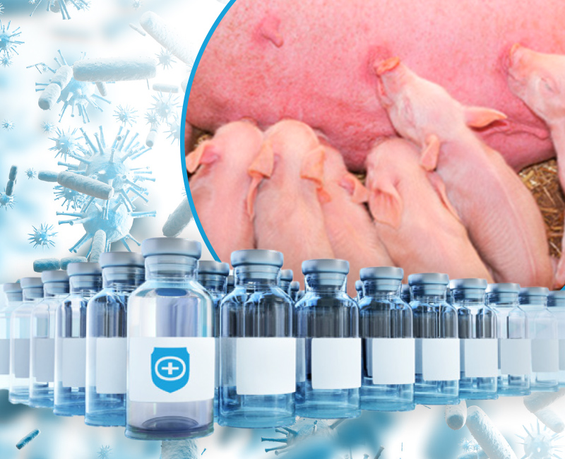 diarrea neonatal en cerdos