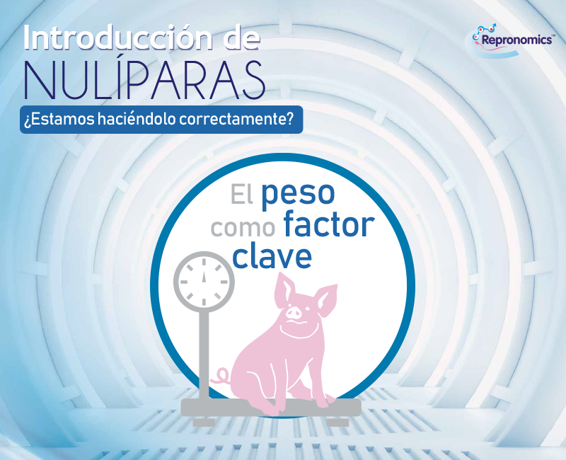 cerda nulipara