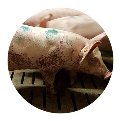 Porcine Dermatitis en Nefropathie Syndroom (PDNS)