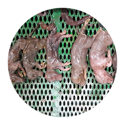 Vruchtbaarheidsproblemen