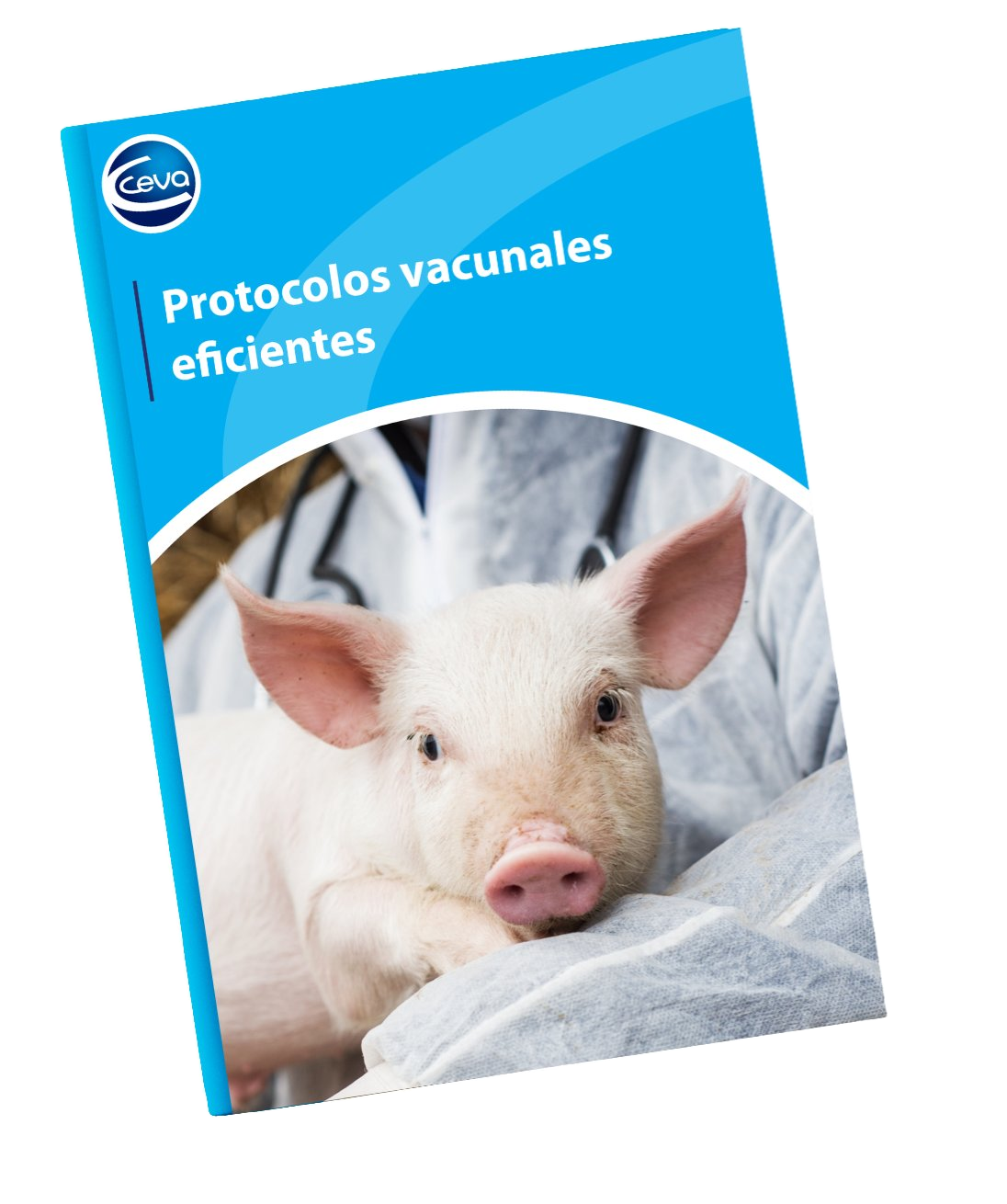 protocolos vacunales eficientes