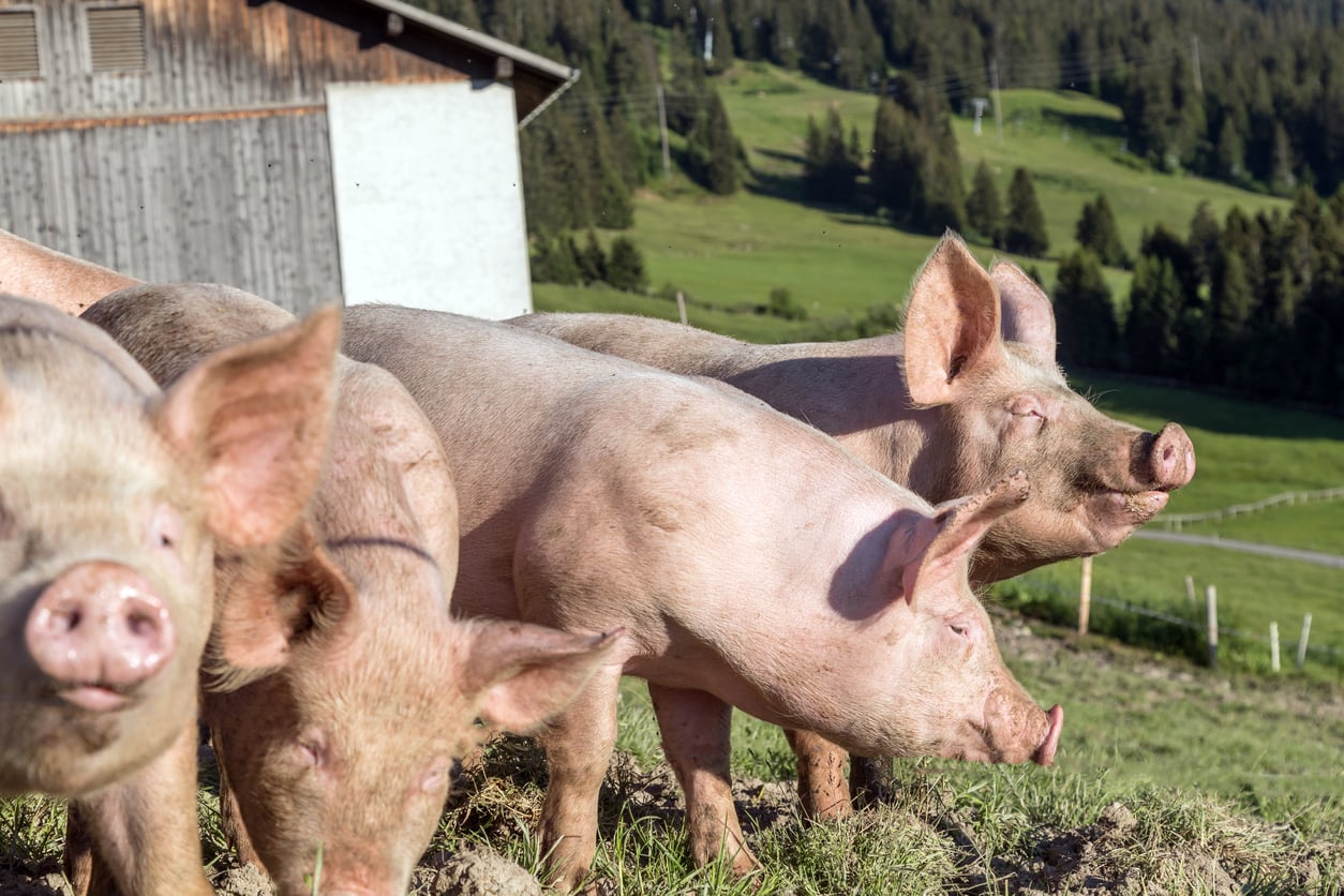 Pigs raised outdoors on a farm, illustrating farming conditions relevant to swine influenza.
