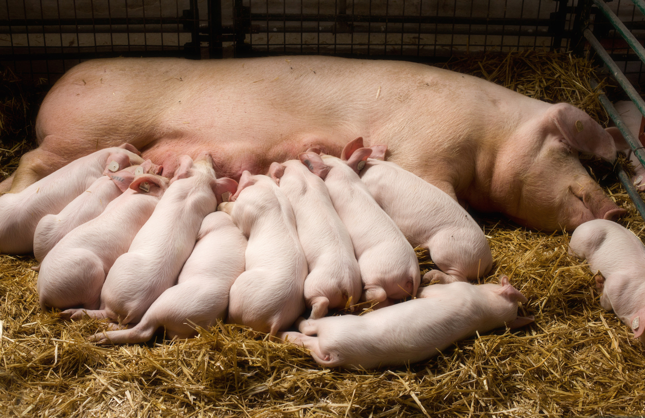 Sow lying on straw while nursing a large litter of piglets on a farm